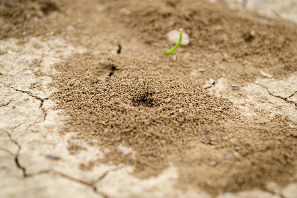 pexels-photo-13429534-13429534 Detailed view of an ant hill on cracked dry soil with small green sprout nearby.