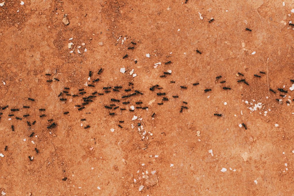 pexels-photo-2563028-2563028 Close-up of a group of ants walking on a textured brown earth surface.